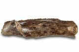 Sub-Adult Hadrosaur (Edmontosarus) Jaw Section - Montana #308271-3